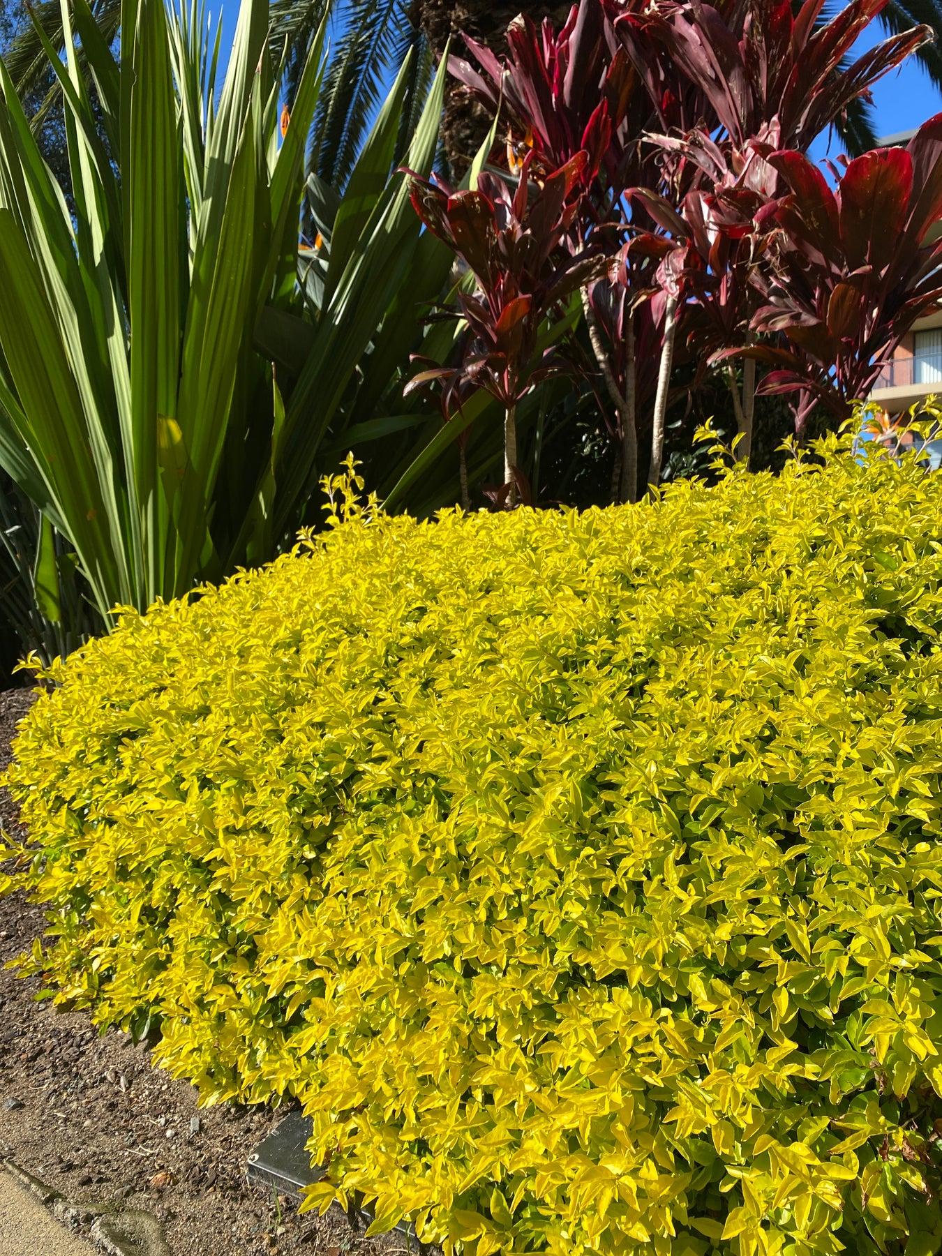 Golden Duranta